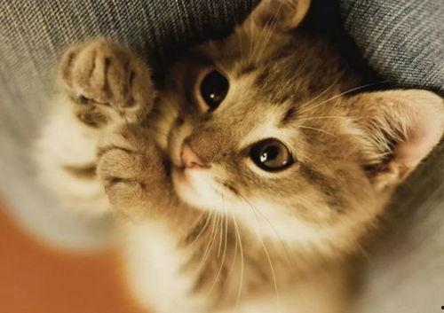 爆料猫博主养鸟视频,温馨互动，鸟儿成新宠